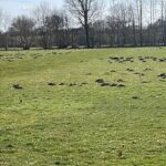 Arbeitseinsatz zur Sportplatzvorbereitung beim TSV Schülp